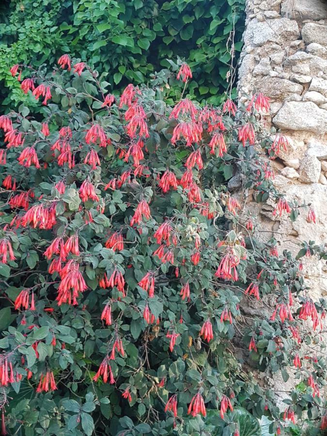 Flowery Tropea Apartment Eksteriør billede